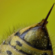 Illustration for article titled Allergic Reactions to Bee Stings Could Actually Be Protecting Us